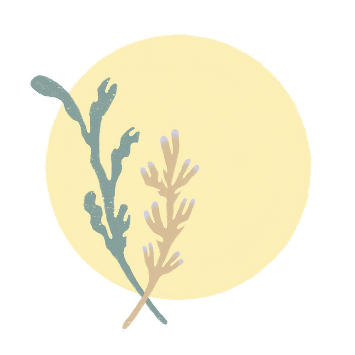 Wild Sol Jewelry Logo Sticker
